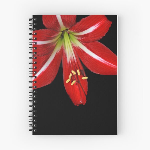 St. Joseph Lily II