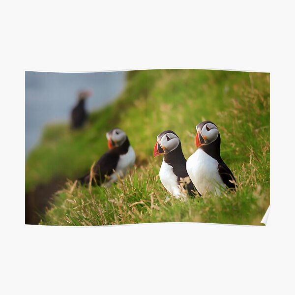 Puffin Pair Poster