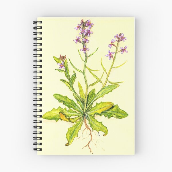 Item preview, Musk Mustard- Chorispora tenella designed and sold by Sue Abonyi.