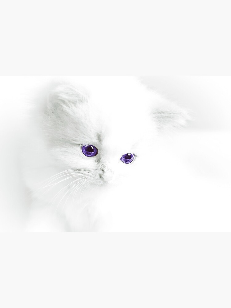 Susse Wunderschone Weisse Katze Mit Lila Augen Galeriedruck Von Sapphire X Redbubble