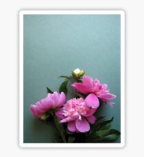 pink peony blooms on green background Sticker