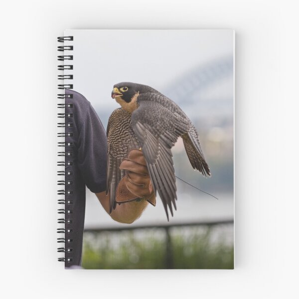 Aperçu de l'œuvre Peregrine Falcon 1 créée et vendue par MiImages.