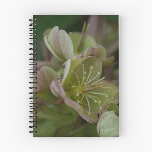 Item preview, Pink Hellebore designed and sold by orchiddesign.
