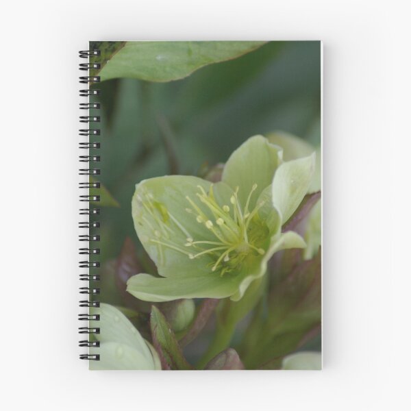 Aperçu de l'œuvre Hellebore créée et vendue par orchiddesign.