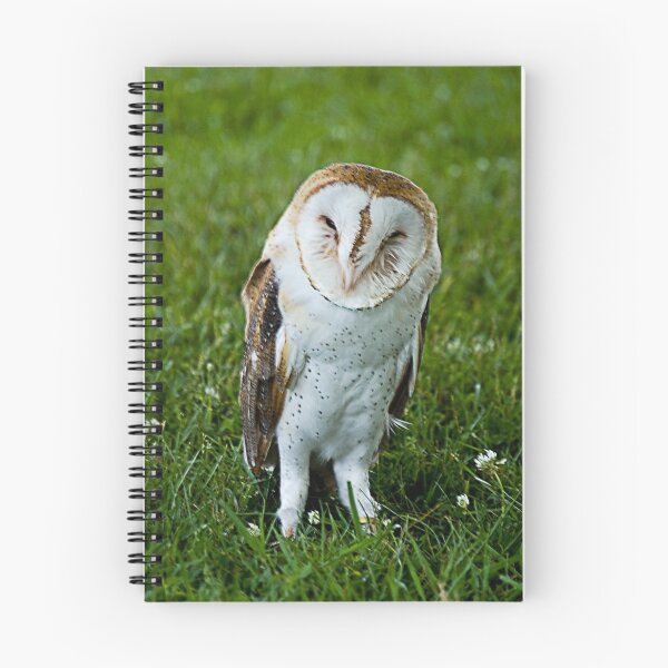 Aperçu de l'œuvre Barn Owl créée et vendue par Patricia Bolgosano.