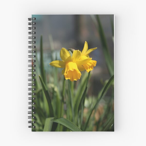 Aperçu de l'œuvre lone dafodils........ créée et vendue par Lucan  Netley (LDN Photoart).