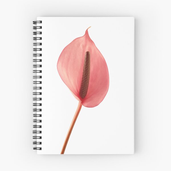 Item preview, pink anthrium white background stem stamen petal deep light red portrait flower floral flora vertical designed and sold by NKSharp.