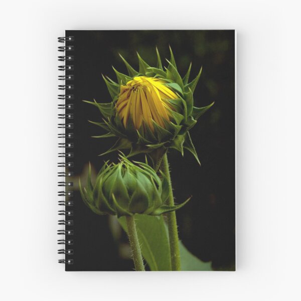 Aperçu de l'œuvre Sunflower créée et vendue par Janos Sison.