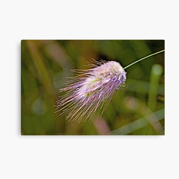 The Heaviness of Rain - Grasses In The Wind II Canvas Print