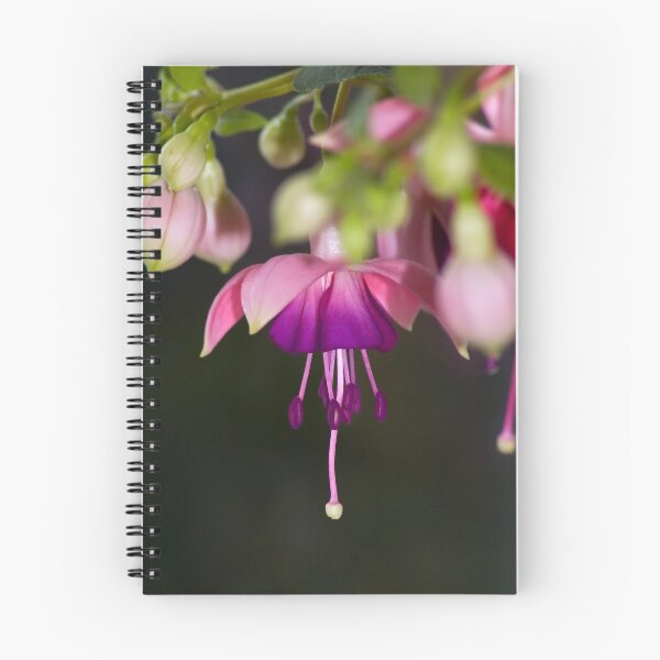 Item preview, Graceful designed and sold by Steve plowman.