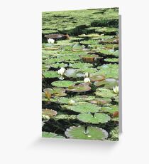 Water Lilies Greeting Card