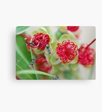 Red Bottle Brush Ants Canvas Print