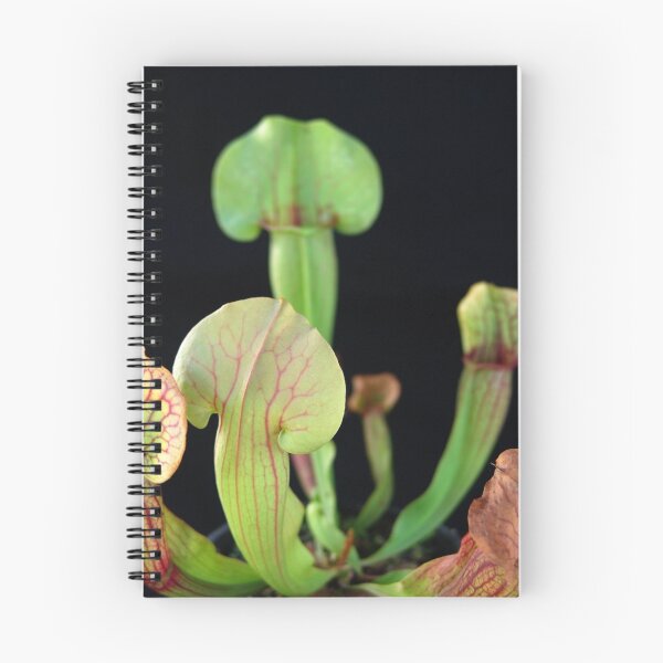 Item preview, Trumpet Pitcher Paradisia Green Sarracenia   designed and sold by Christopher Birtwistle-Smith.