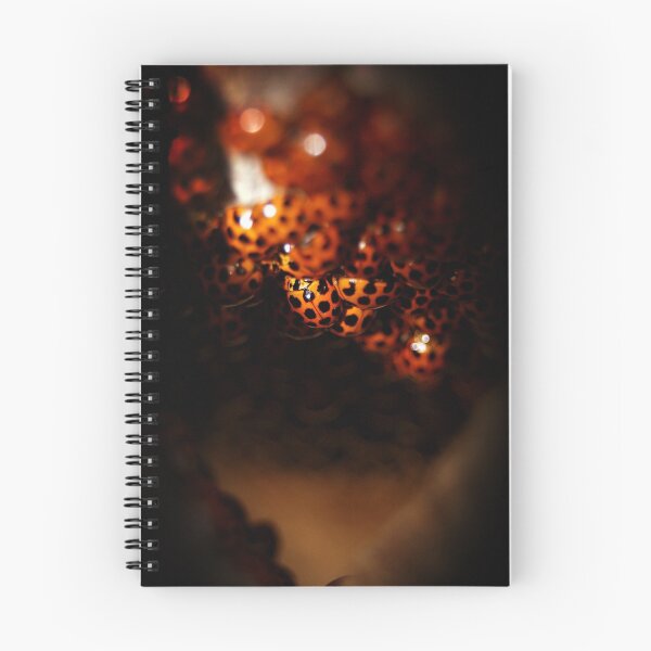 Item preview, Ladybird cave. designed and sold by Steve Chapple.