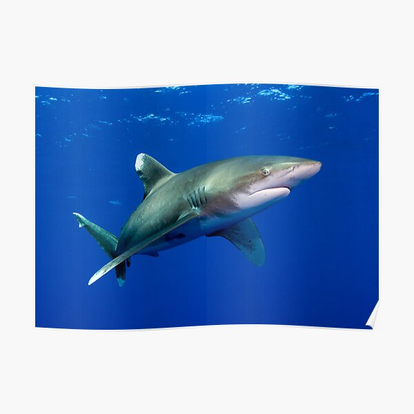 Oceanic White Tip Shark Poster