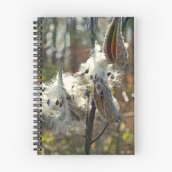 Item preview, Milkweed Pods in Marsh, Autumn designed and sold by Anna Lisa Yoder.