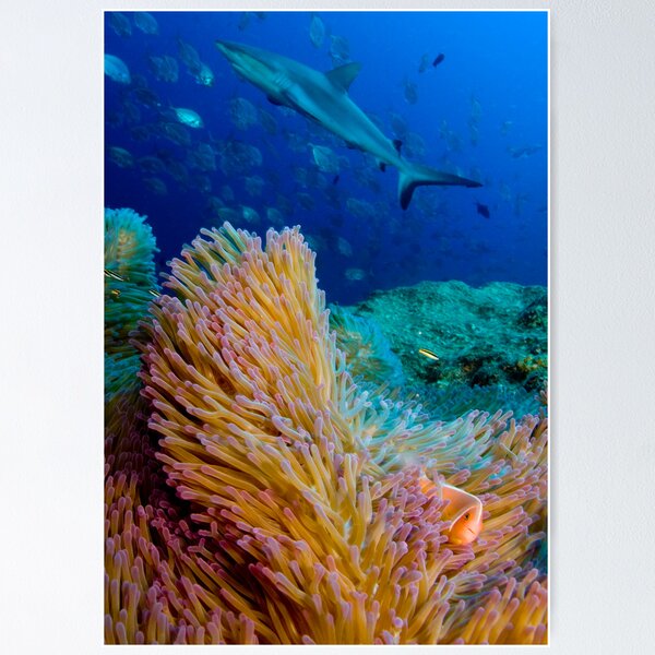 Shark and anemone fish Poster
