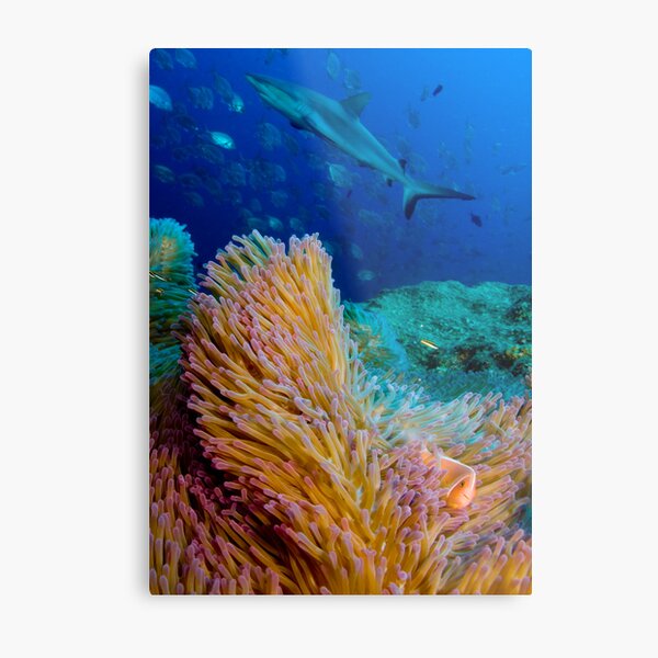 Shark and anemone fish Metal Print