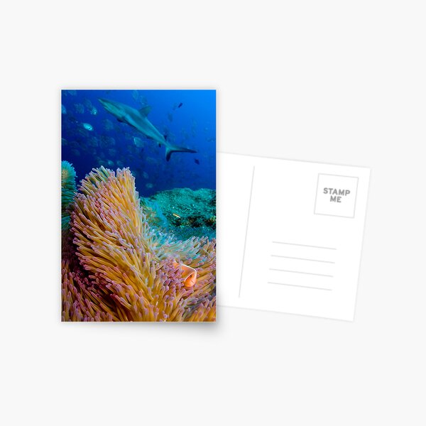 Shark and anemone fish Postcard