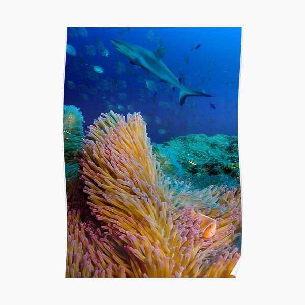 Shark and anemone fish Poster