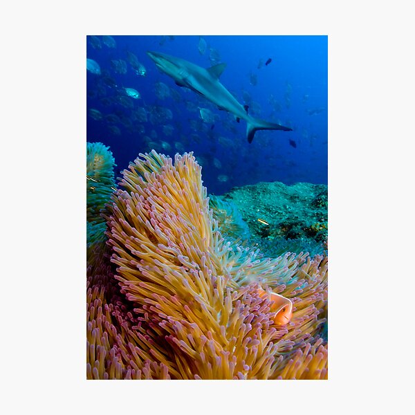 Shark and anemone fish Photographic Print