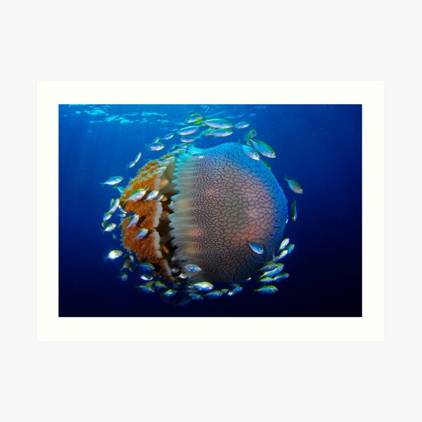 Jellyfish with fish Art Print