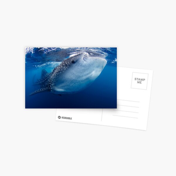 Whale Shark Postcard