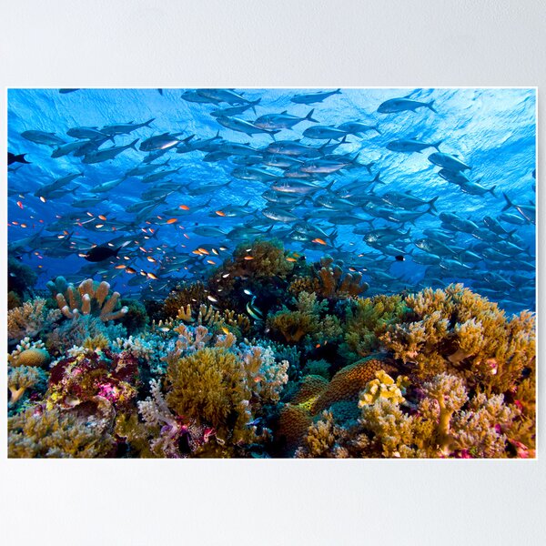 Coral Reef Poster