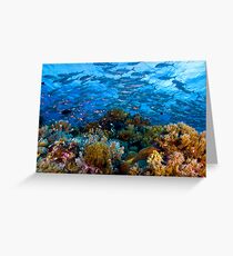Coral Reef Greeting Card
