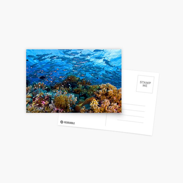 Coral Reef Postcard