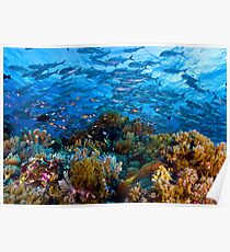 Coral Reef Poster