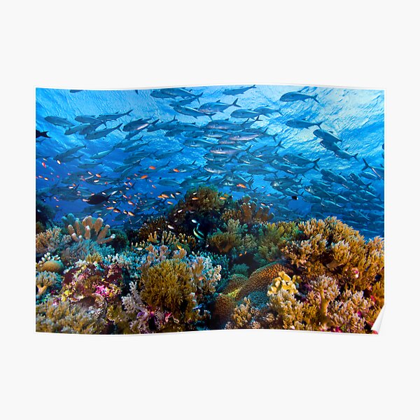 Scuba Wall Art Redbubble - roblox coral reef top hat