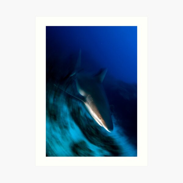 Shark Art Print