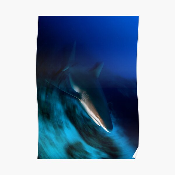 Shark Poster