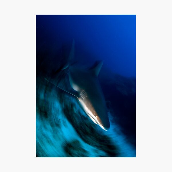 Shark Photographic Print