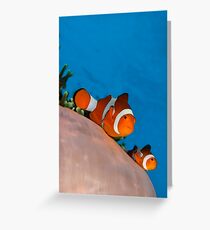 Anemone fish Greeting Card
