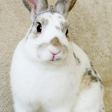 Artwork thumbnail, Pretty Rabbit by South Coast Rabbit Rescue