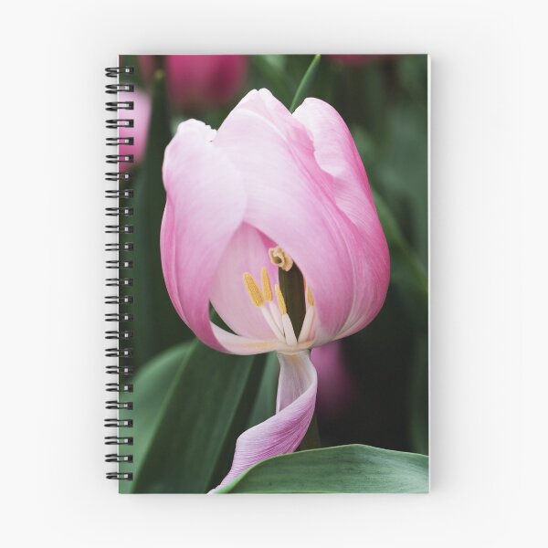 Item preview, Enkele Vroege Tulipa "Aafke" designed and sold by Alison Cornford-Matheson.
