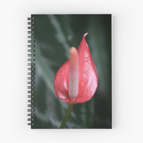 Item preview, Pink Lily, Singapore designed and sold by Leigh Penfold.