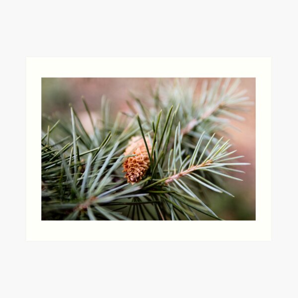 Plants: Pine fruits II Art Print