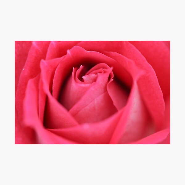 Flower: Red Rose Photographic Print