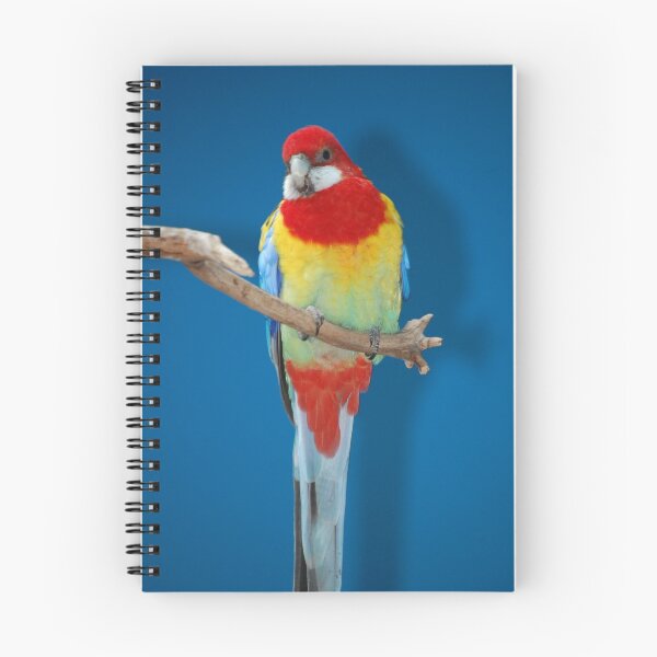Item preview, they call me rainbow designed and sold by duckie.