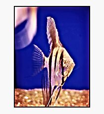 Poisson Photographic Print