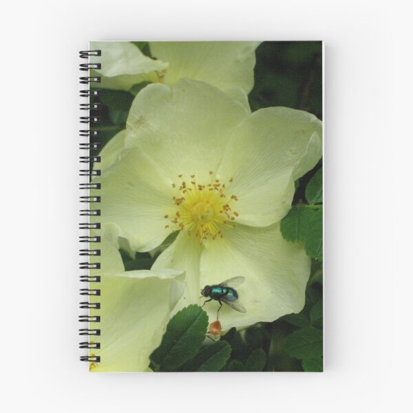 Item preview, Scots Rose designed and sold by jacqi.