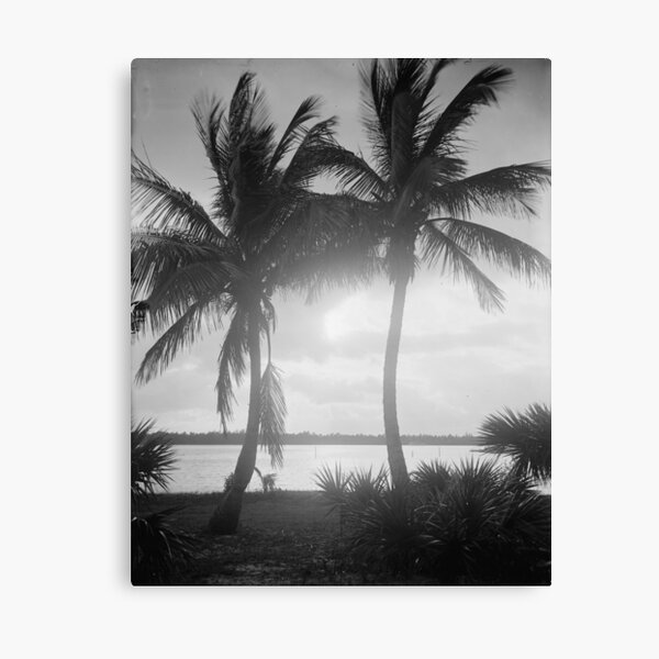 Black & White Palm Trees in The Sunset Photograph Canvas Print