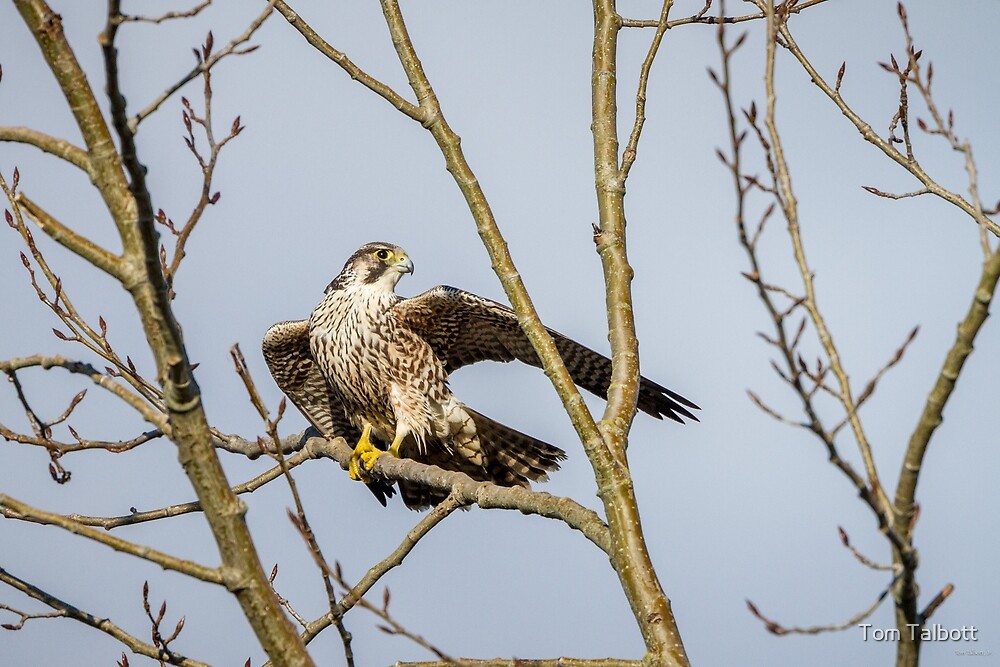 Drying Out Juvenile Peregrine Falcon Tundra By Tom