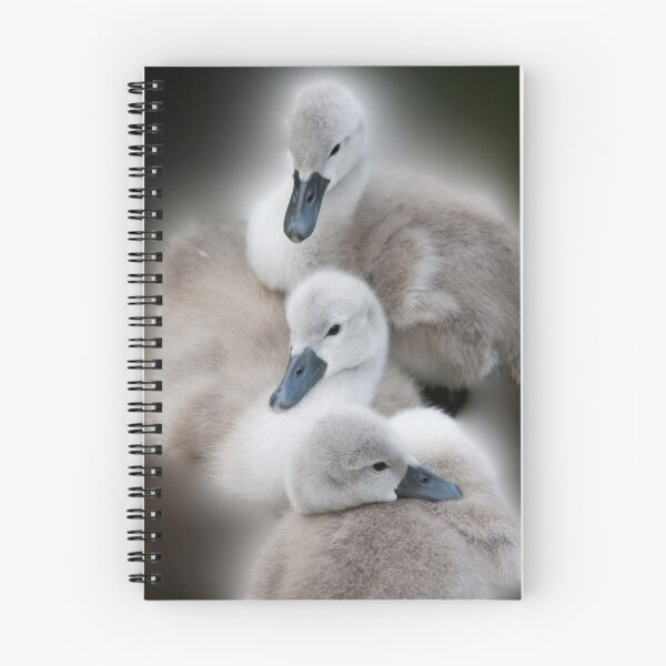 Item preview, Cygnets designed and sold by geoff curtis.