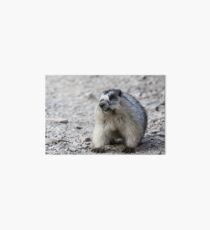 Naturally Grinning -- Hoary Marmot Art Board
