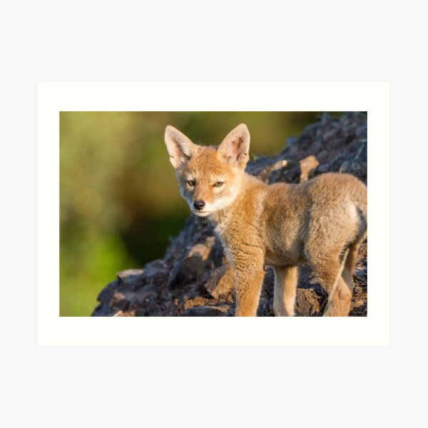 Innocence -- Coyote pup Art Print