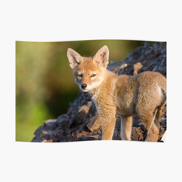 Innocence -- Coyote pup Poster